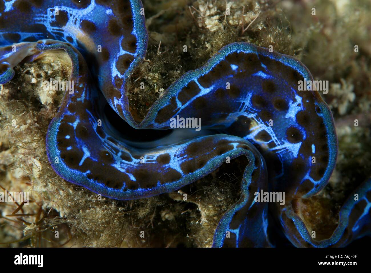 Le manteau d'un bleu électrique géant juvénile tridacna clam Tridacna gigas Rarotonga aux îles Cook Banque D'Images