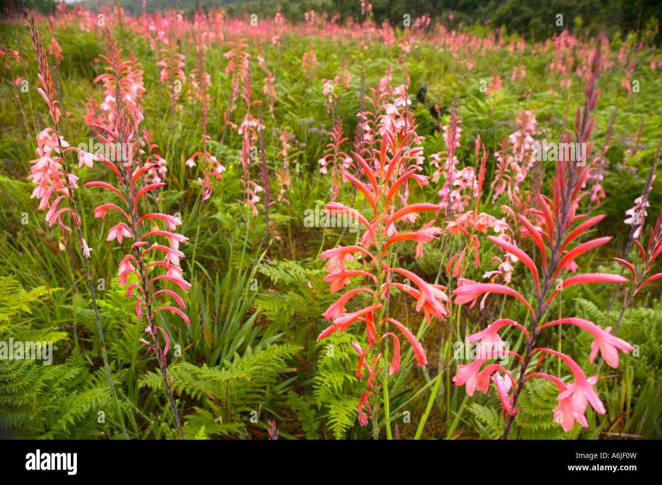 Orquidea (orquidea marginata) stand de floraison Banque D'Images