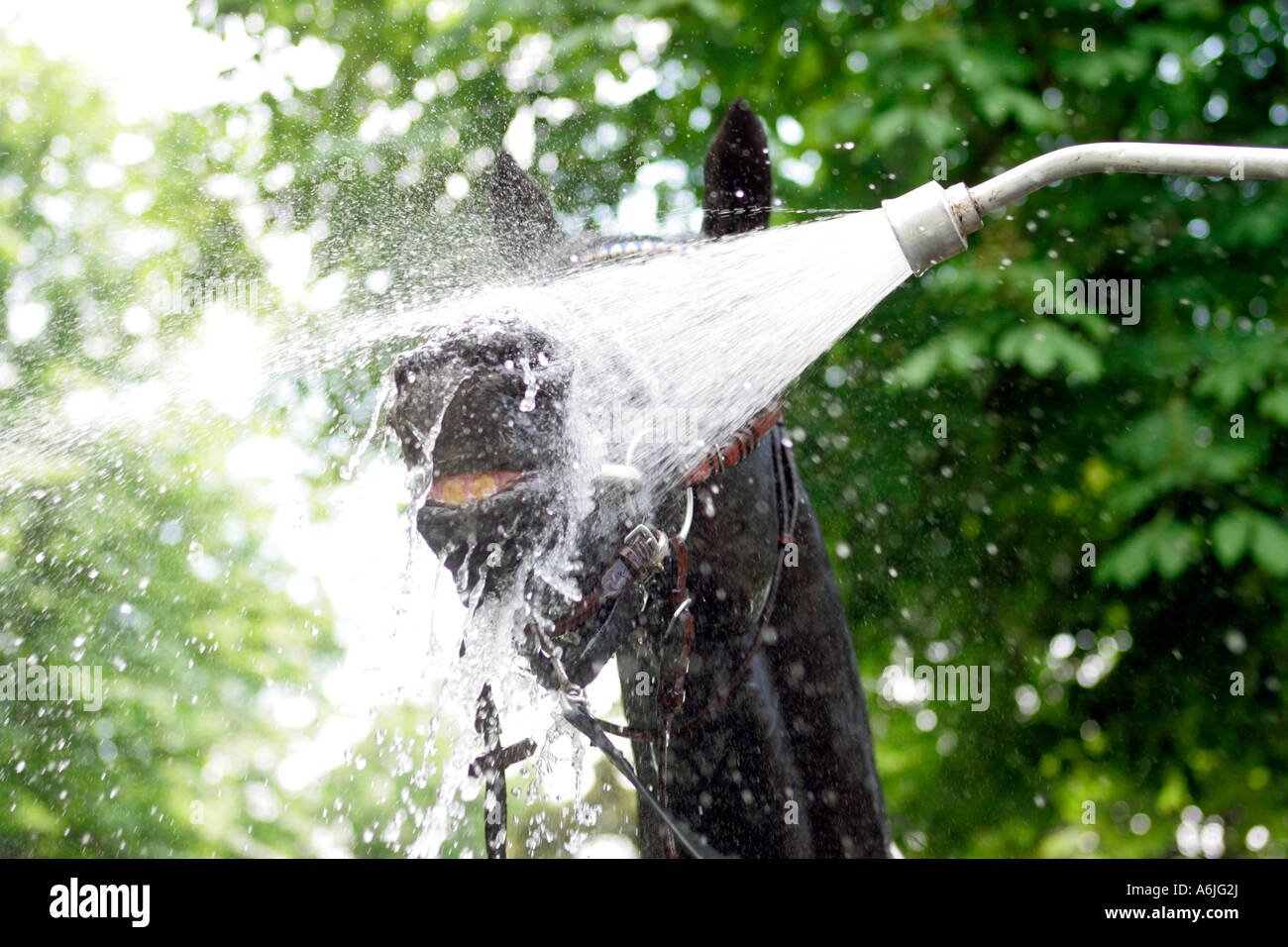 L'prendre une douche Banque D'Images