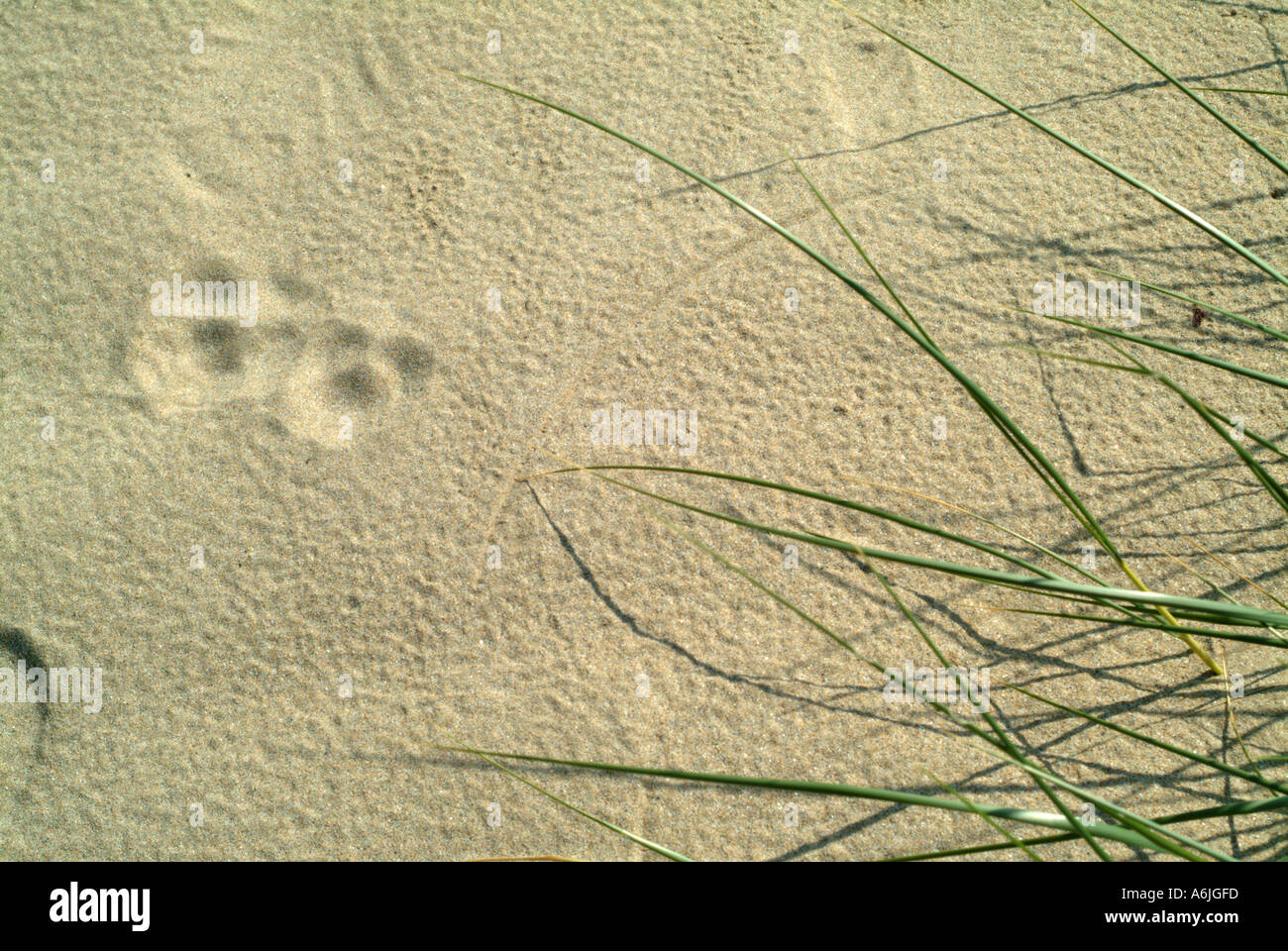 Paw imprime dans le sable Rock Cornwall Angleterre Banque D'Images