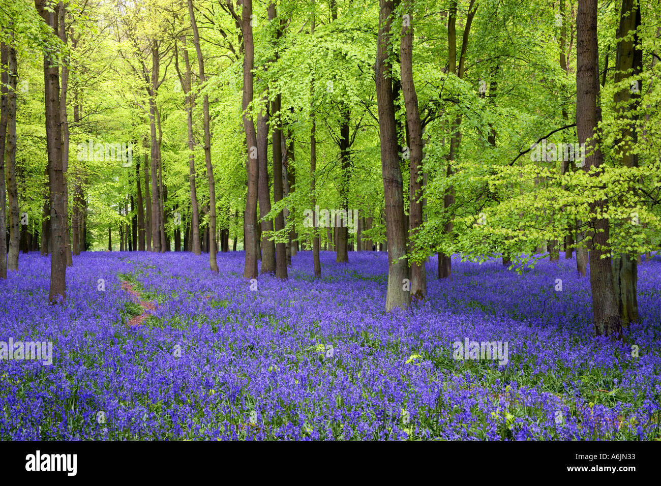 Bois de hêtre avec tapis de jacinthes Ringshall Hertfordshire en Angleterre Banque D'Images