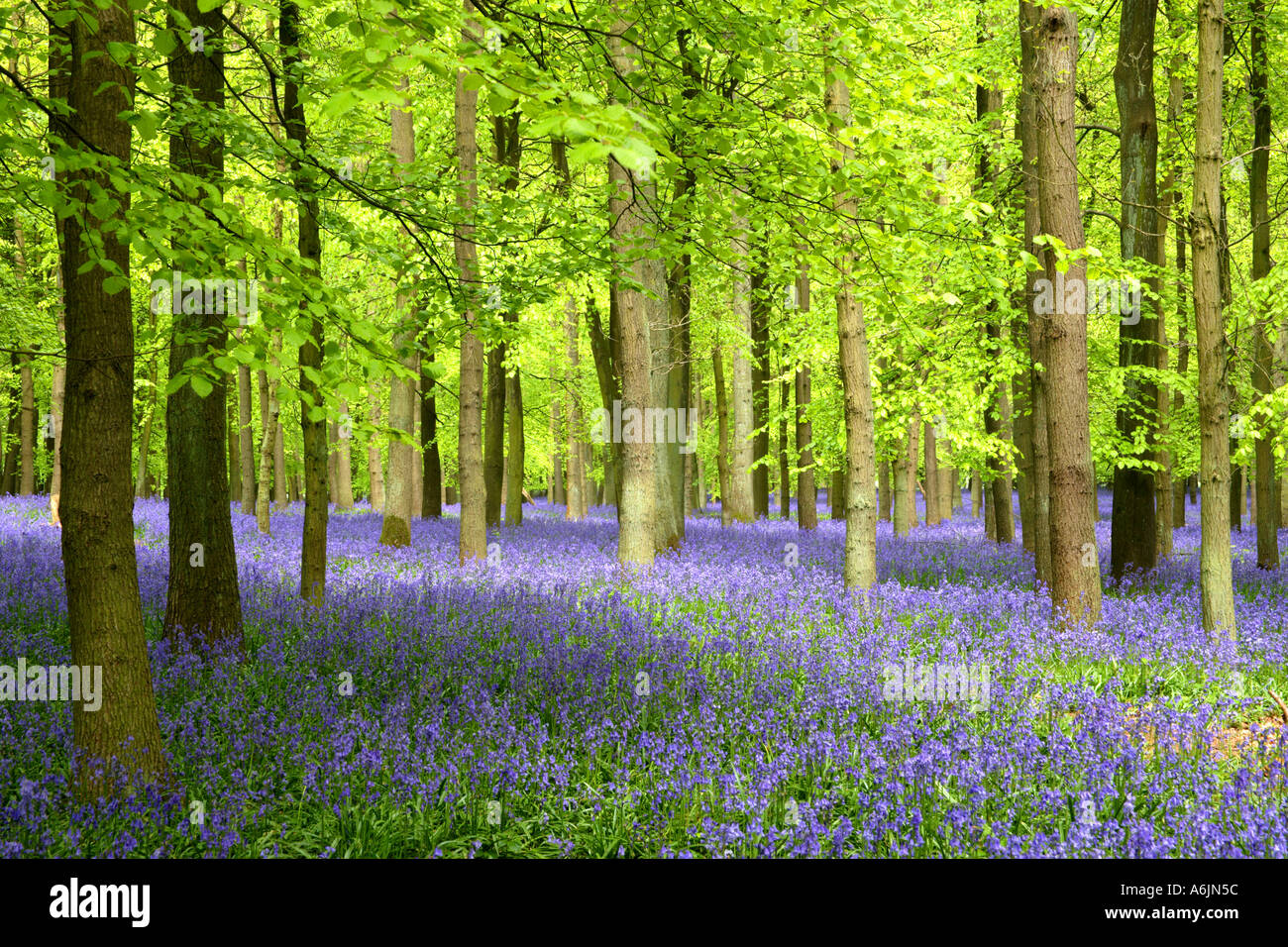 Bois de hêtre avec tapis de jacinthes Ringshall Hertfordshire en Angleterre Banque D'Images