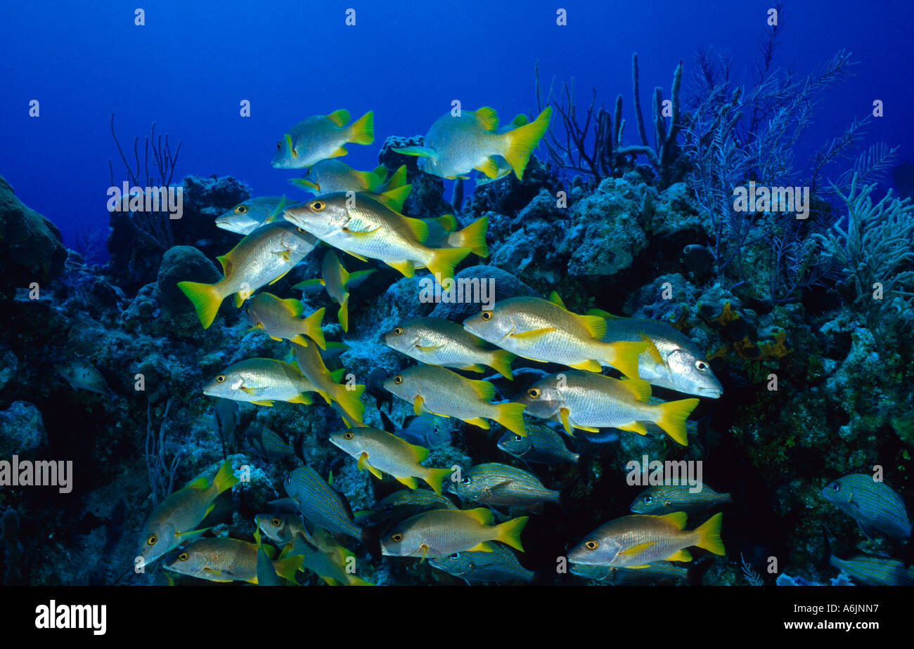 Maître d'école de snapper sur coral reef, Lutjanus apodus Banque D'Images