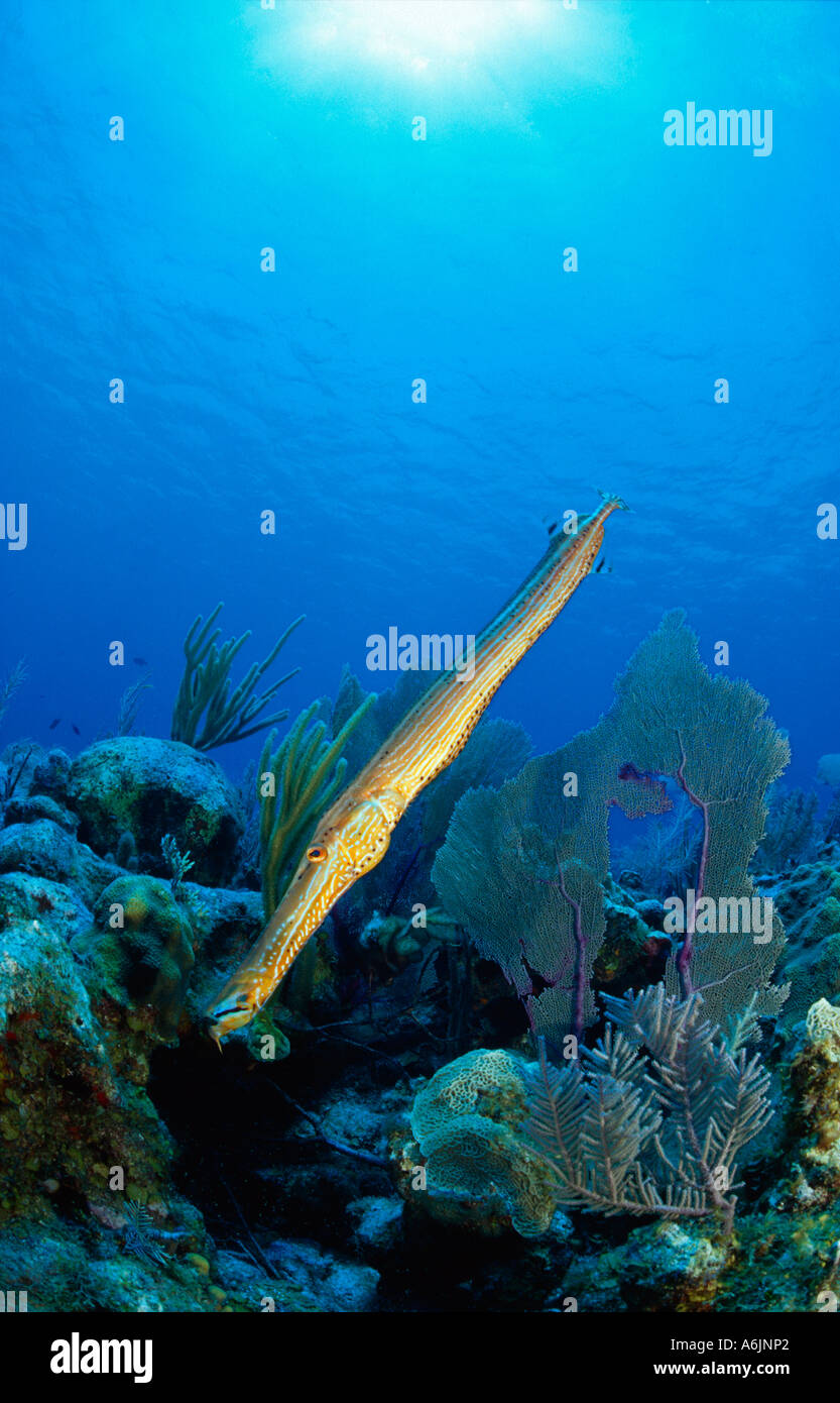 Poissons-trompette dans les récifs coralliens colorés, Aulostomus maculatus Banque D'Images