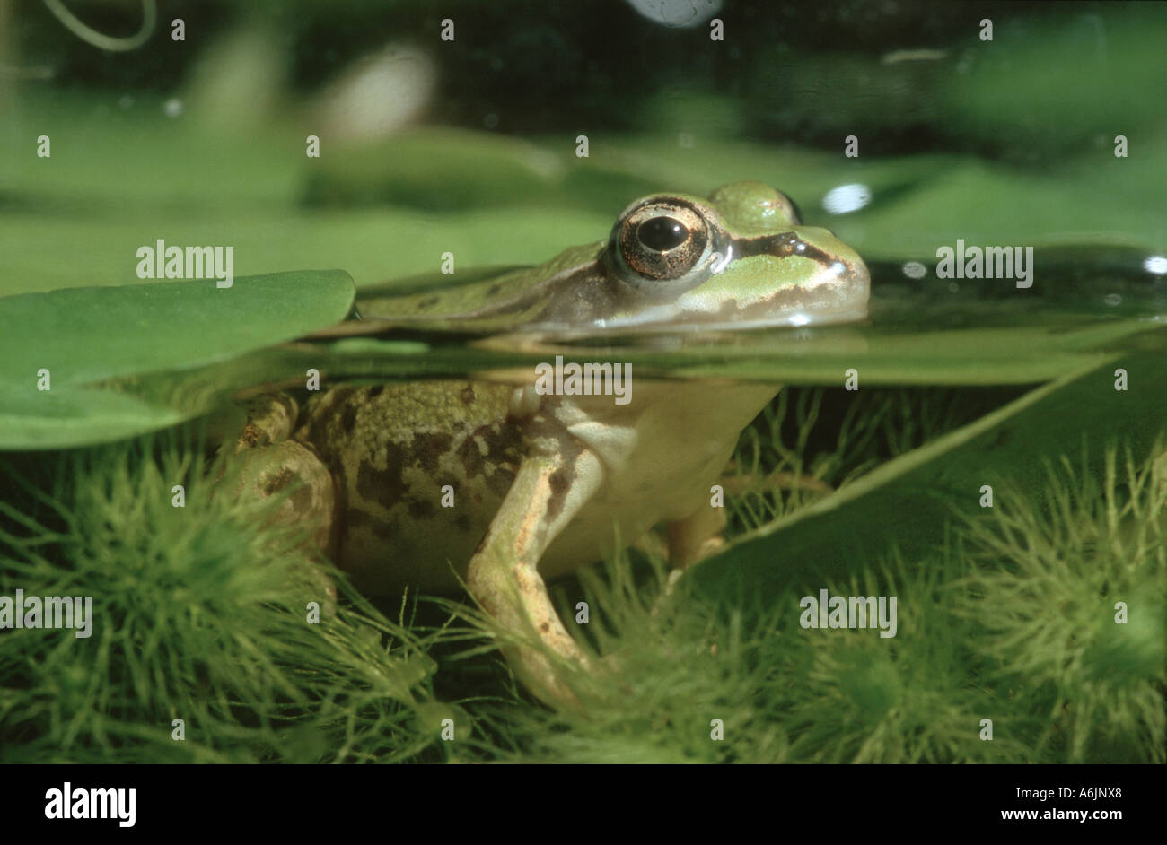 Grenouille comestible européen (Rana esculenta), à la recherche hors de l'eau, de l'Allemagne, la Bavière Banque D'Images