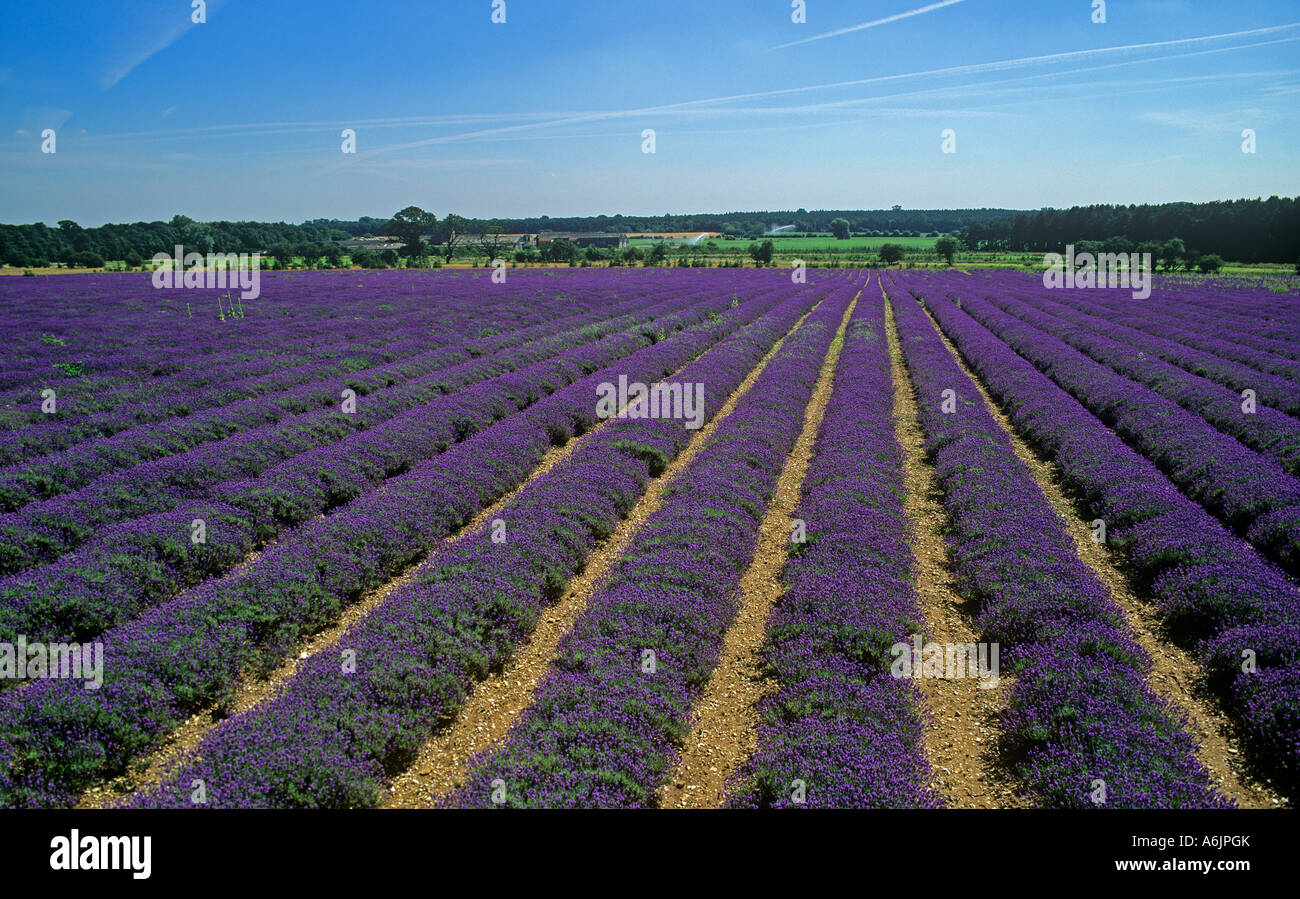 50 acres 20 hectares de lavande en fleurs sur le Sandringham Estate au nord de King s Lynn Norfolk Banque D'Images