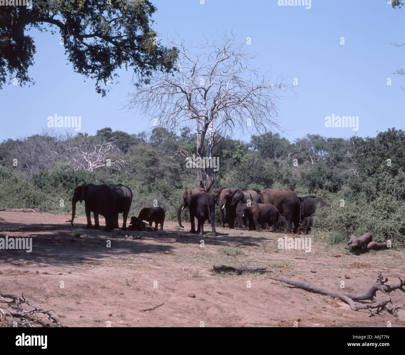 Éléphants jouant dans la rivière, parc national de Chobe, Chobe, République du Botswana Banque D'Images