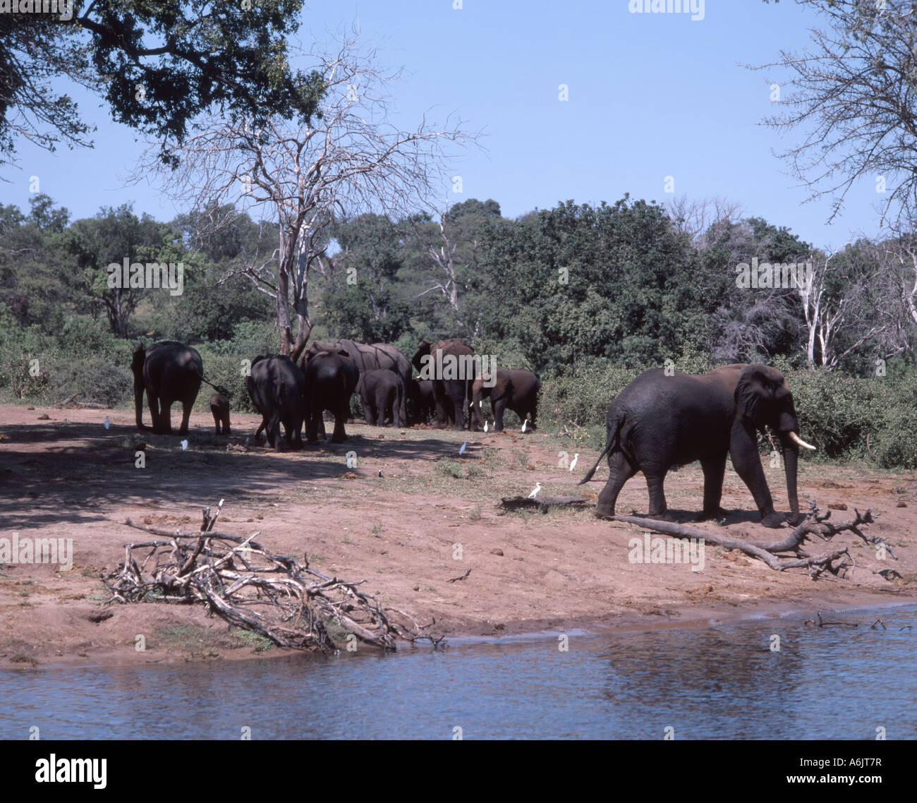 Éléphants jouant dans la rivière, parc national de Chobe, Chobe, République du Botswana Banque D'Images