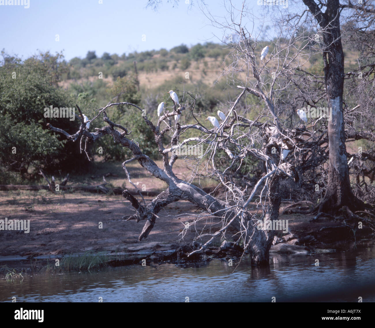 Oiseaux sur branche d'arbres, parc national de Chobe, Chobe, République du Botswana Banque D'Images