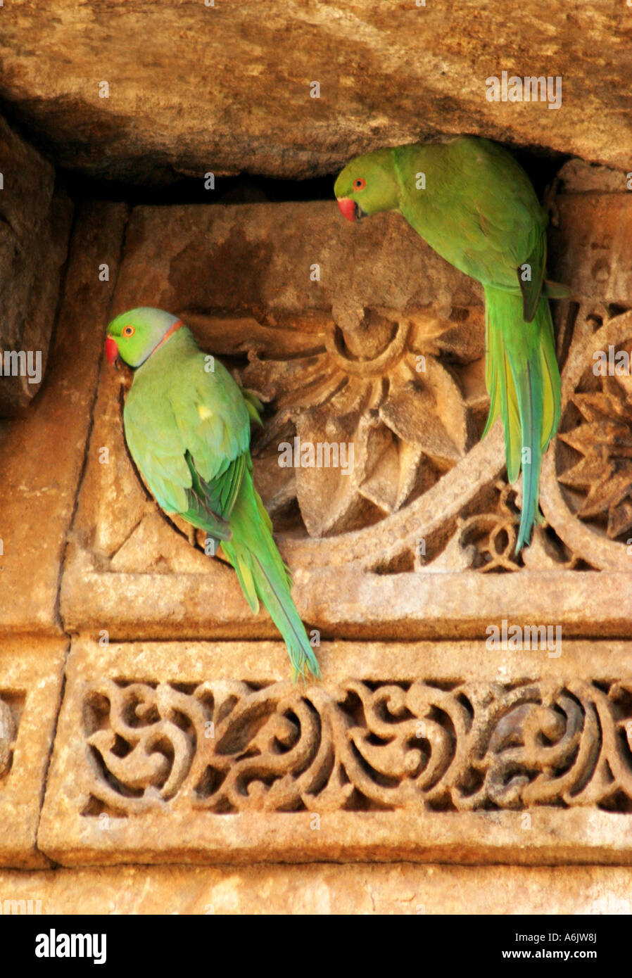 Perroquets verts gracieux perché sur le panneau mural en grès sculpté exquis près de Mumbai, Inde Banque D'Images