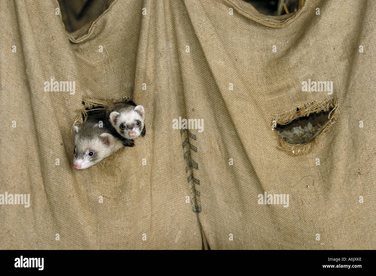 Putois domestique, furet domestique (Mustela putorius furo) f., deux furets à regarder à travers un trou dans un gunnysack Banque D'Images