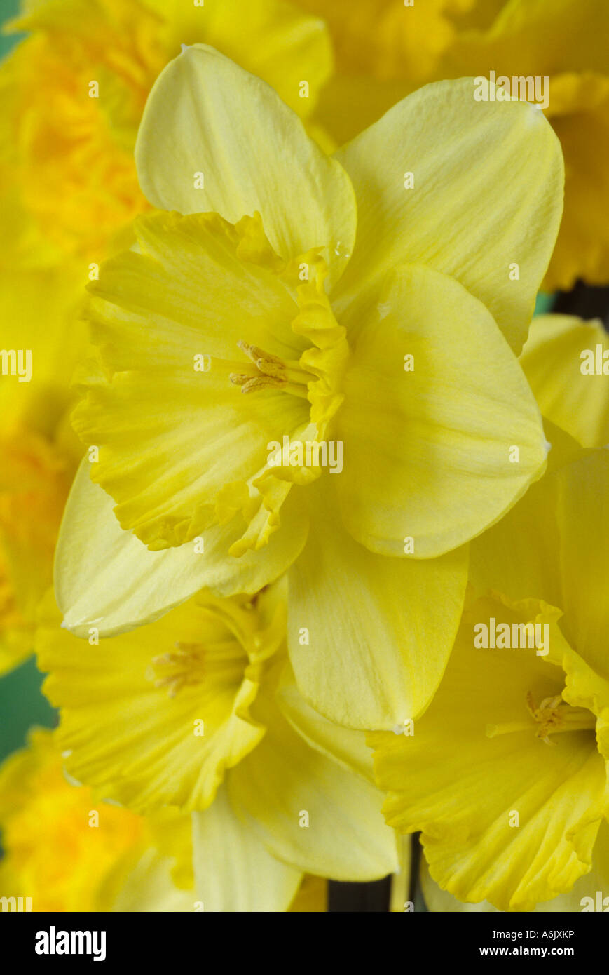 Narcisse 'Saint Patrick's Day' (Jonquille) Close up of yellow Division 2 deux grandes rondelles jonquille. Banque D'Images