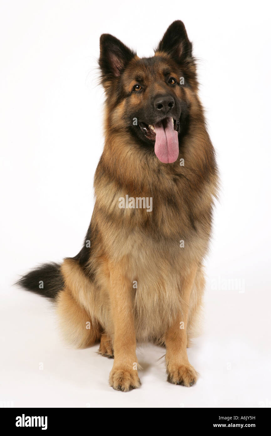 Berger allemand à poils longs Banque D'Images