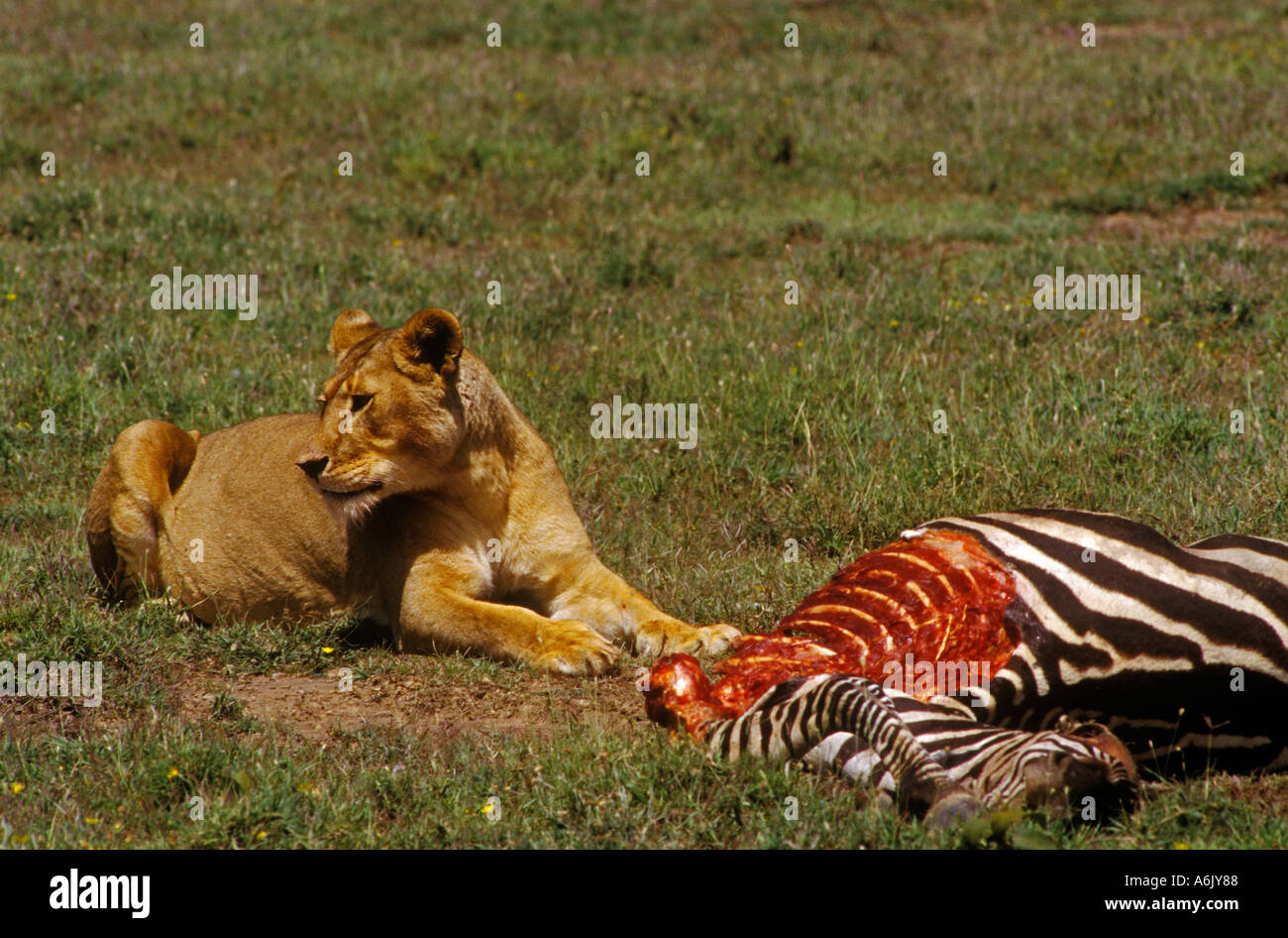Une lionne Leo Panther son gaurds tuer contre les charognards Parc national de Serengeti en Tanzanie Banque D'Images