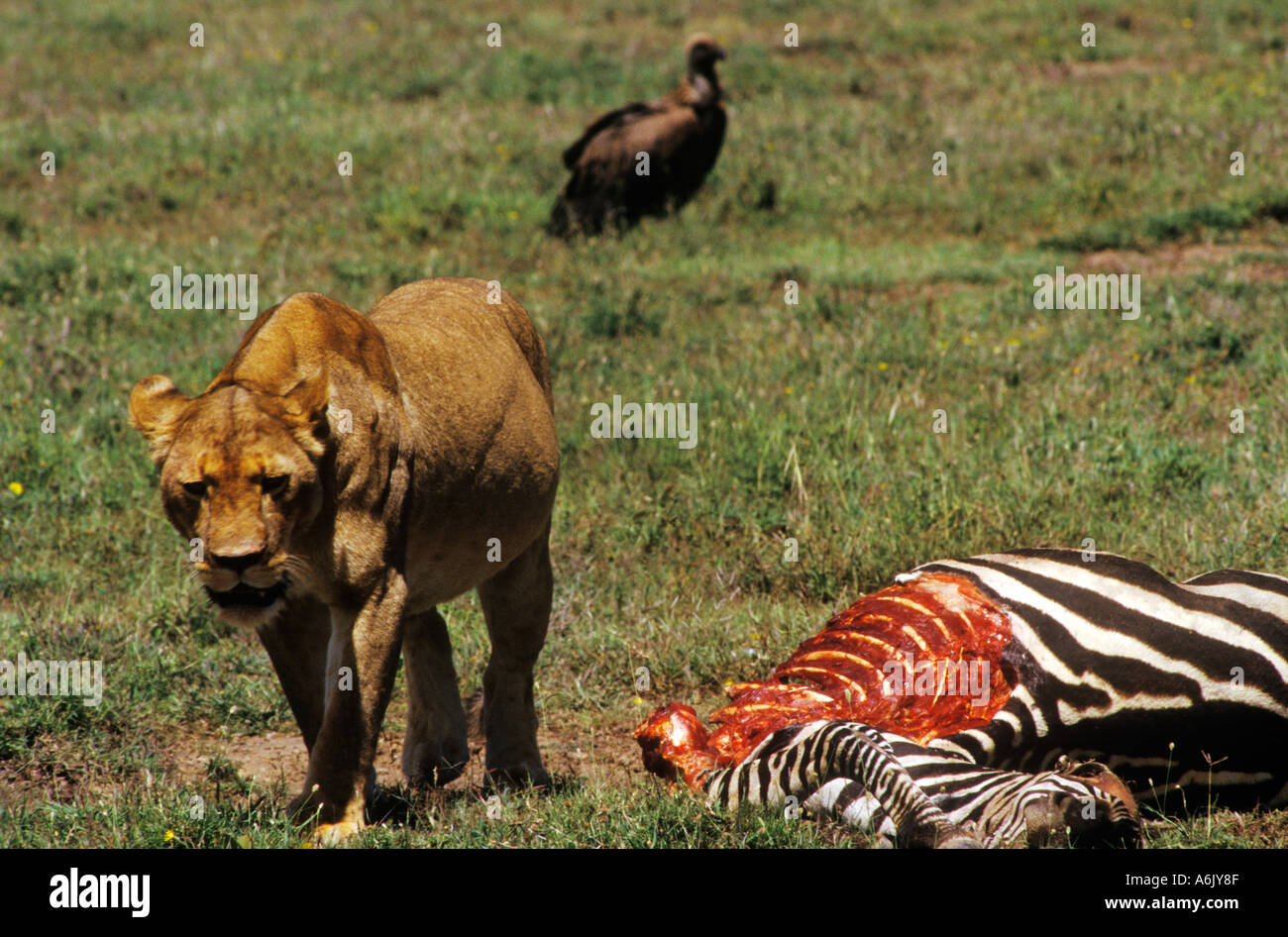 Une lionne Leo Panther son gaurds tuer contre les charognards Parc national de Serengeti en Tanzanie Banque D'Images