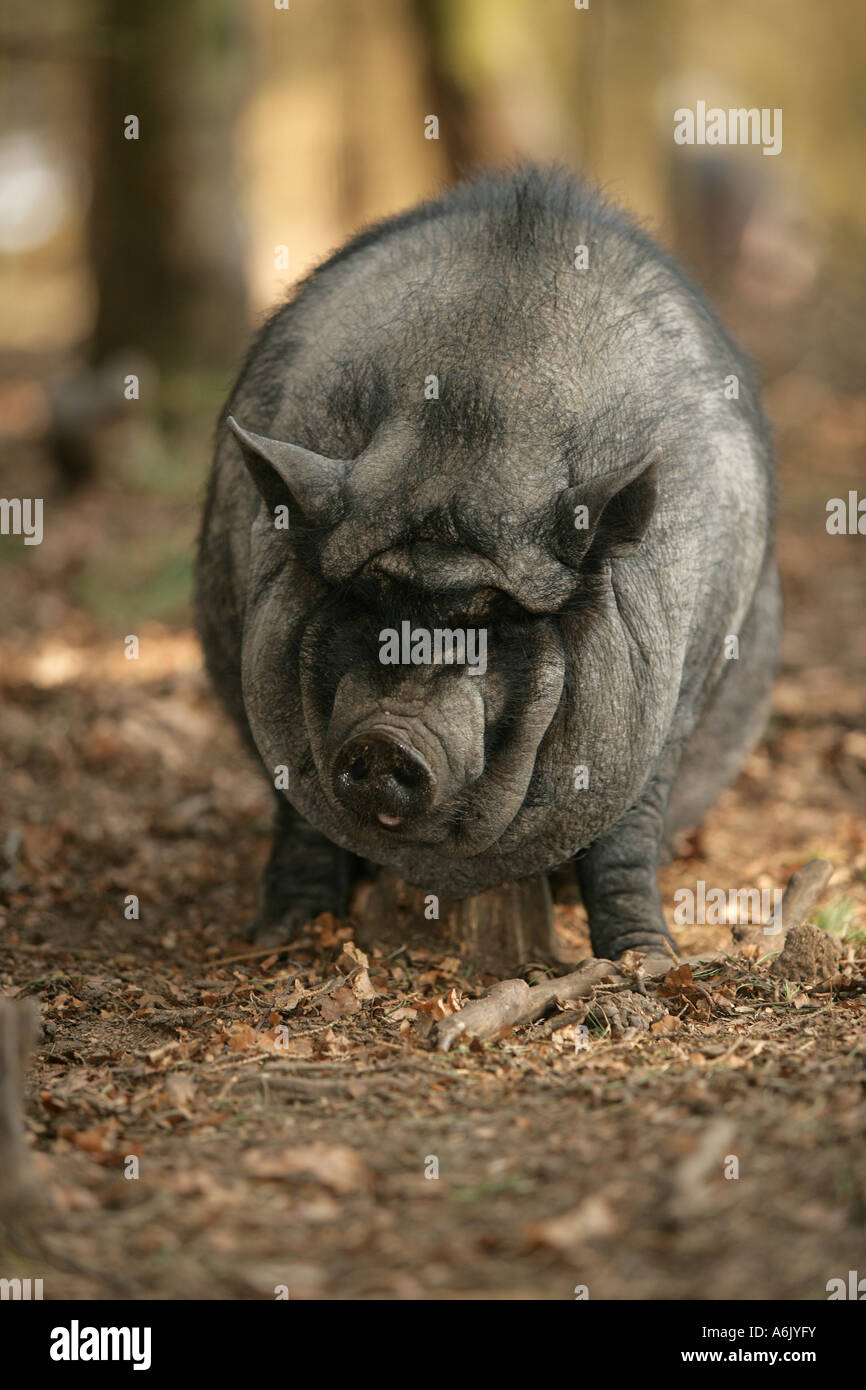 Pot bellied Pig vietnamiens se frotter à un moignon - Sus scrofa Banque D'Images