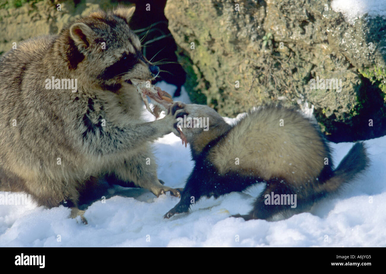 Politique raton laveur (Procyon lotor), se bat pour la nourriture avec un furet (Mustela putorius furo. f), l'Allemagne, l'Wildpark Bad Mergentheim Banque D'Images