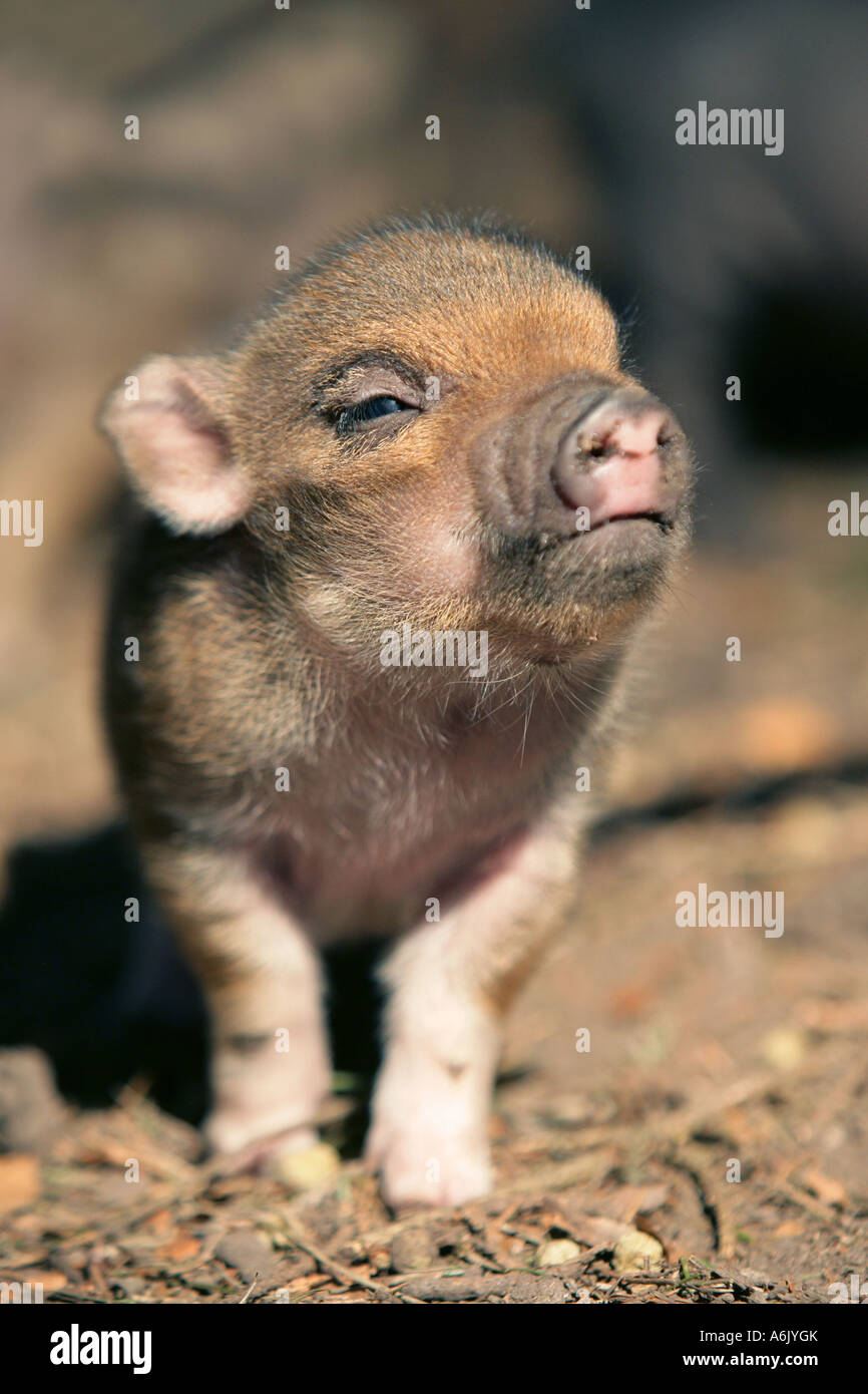 Pot bellied bébé cochon vietnamien - Sus scrofa Banque D'Images