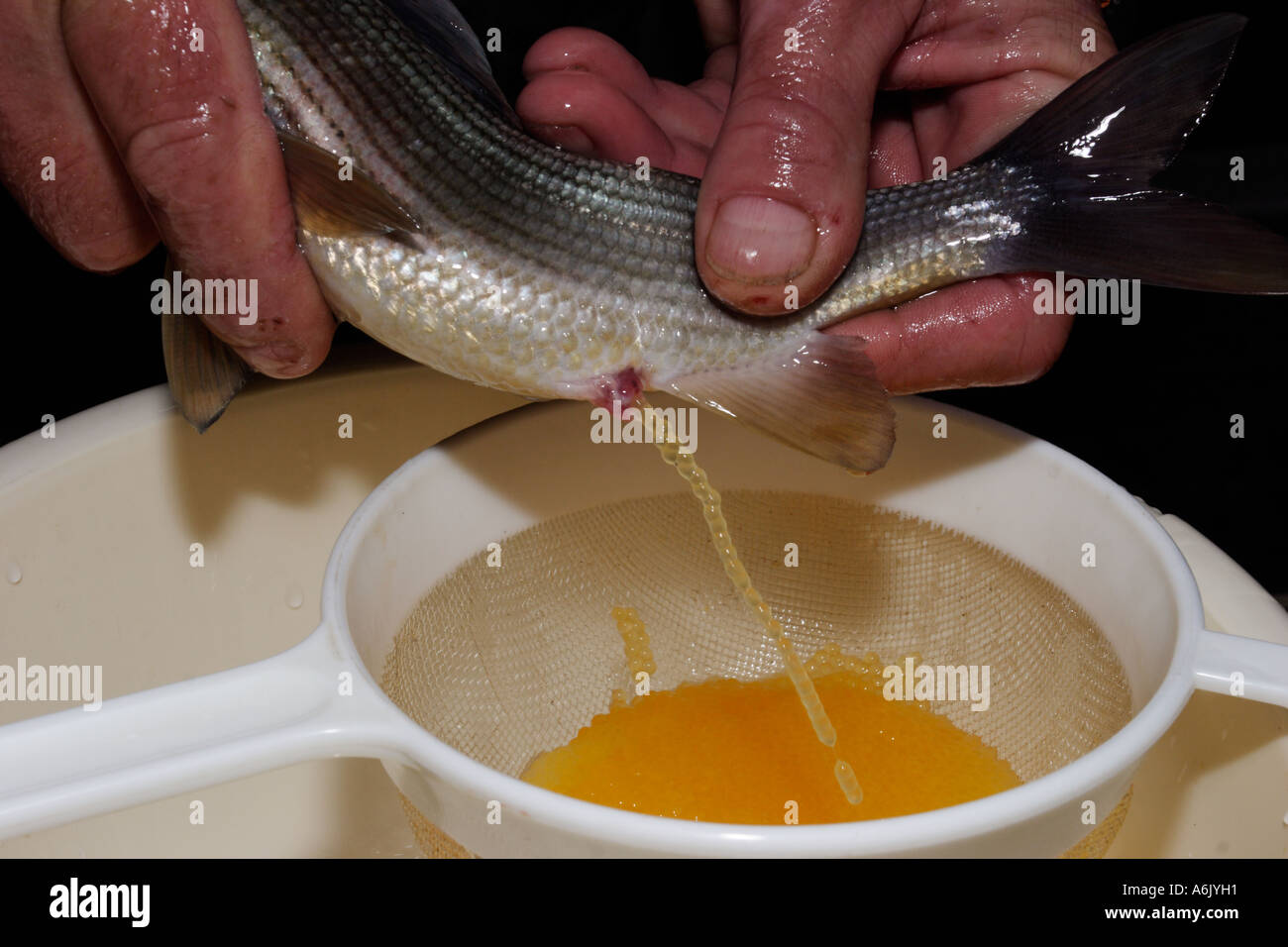 Prendre les oeufs de poisson de l'ombre commun Photo Stock - Alamy