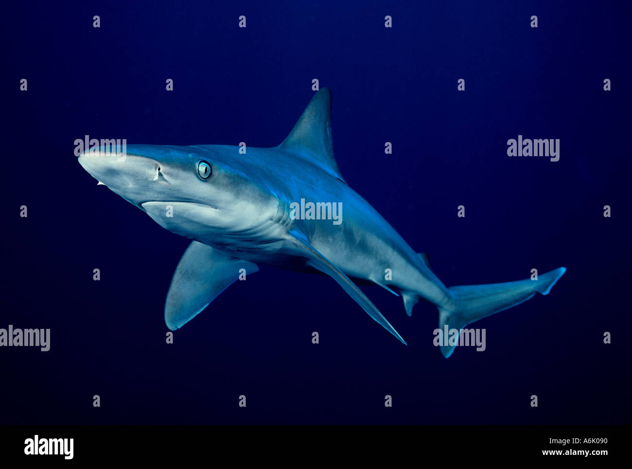 Ce requin Carcharhinus plumbeus est l'affichage des nageoires pectorales classique comportement agressif en Arkansas Banque D'Images