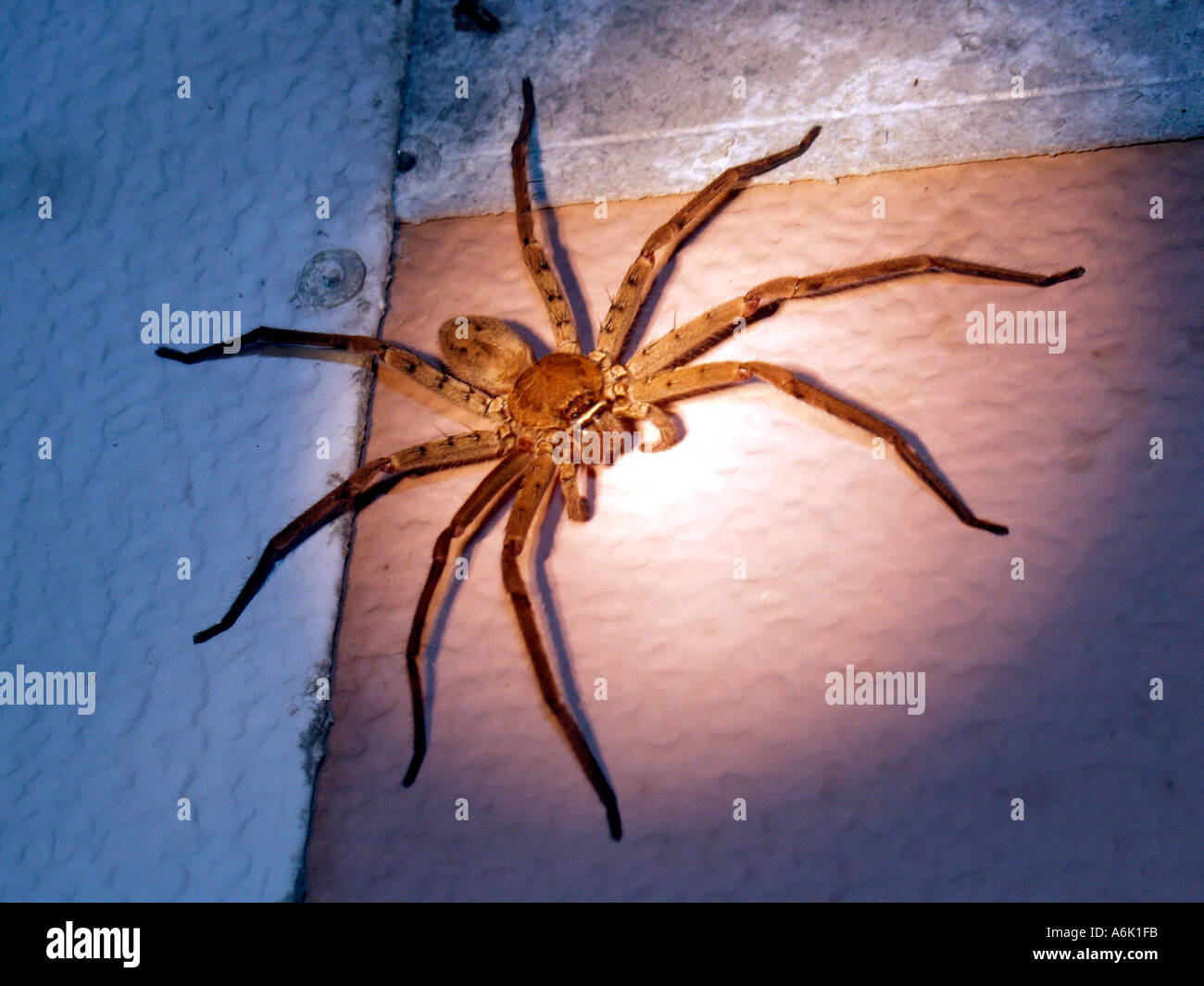 Spider grand veneur prises la nuit en Floride par la lampe qu'il attend une proie Banque D'Images