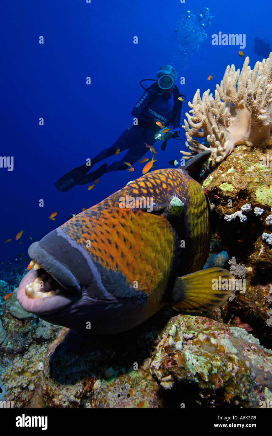 Scuba Diver et balistes titan Balistoides viridescens dans coral reef Banque D'Images