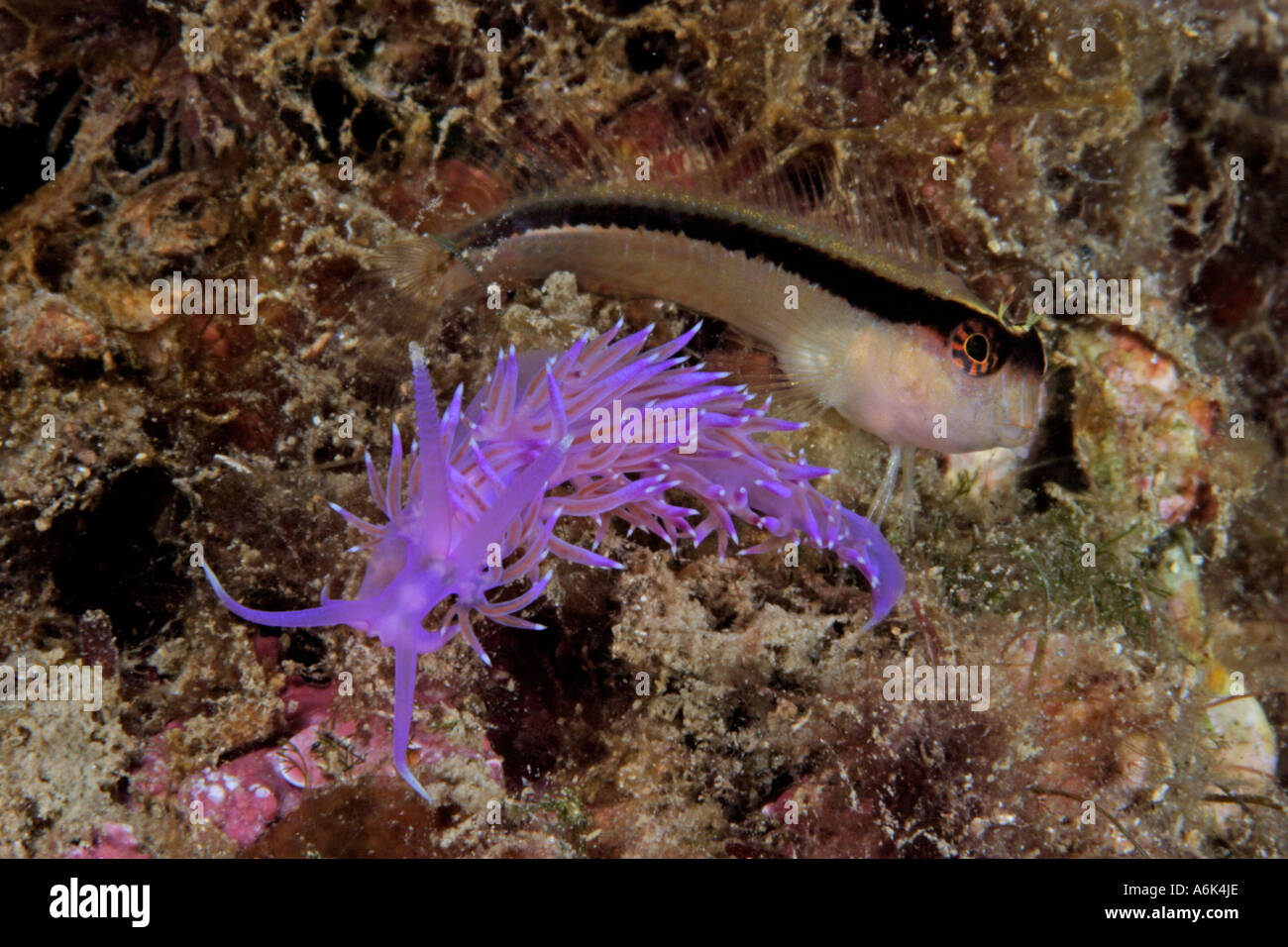 Limace de mer rose avec Flabellina pedata, blennies et Coryphella pedata Banque D'Images