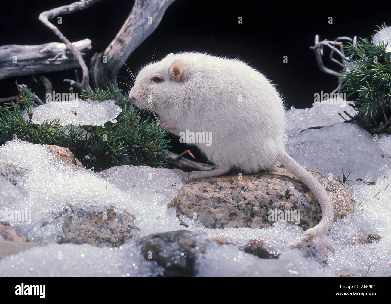 ALBINO MAMMIFÈRE Mongol Gerbille Banque D'Images