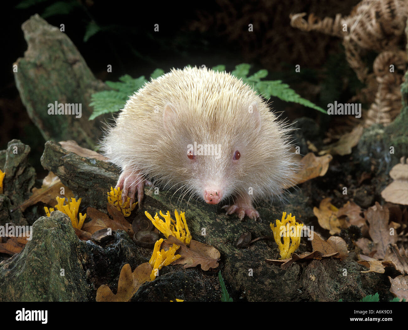 Albino hedgehog Banque de photographies et d’images à haute résolution ...