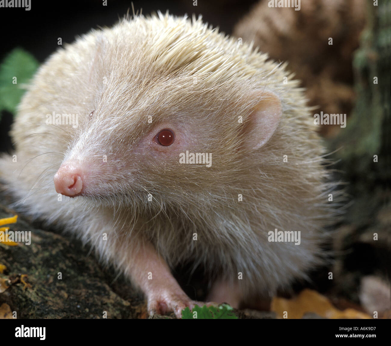 Albino hedgehog Banque de photographies et d’images à haute résolution ...