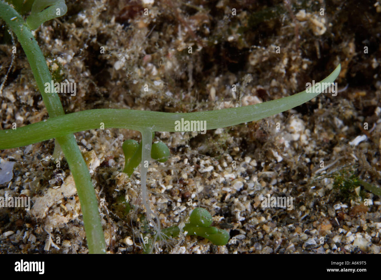 Fond envahi par l'algue Caulerpa racemosa Banque D'Images