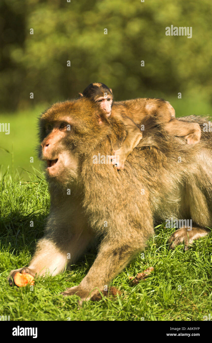 Bébé singe Banque D'Images