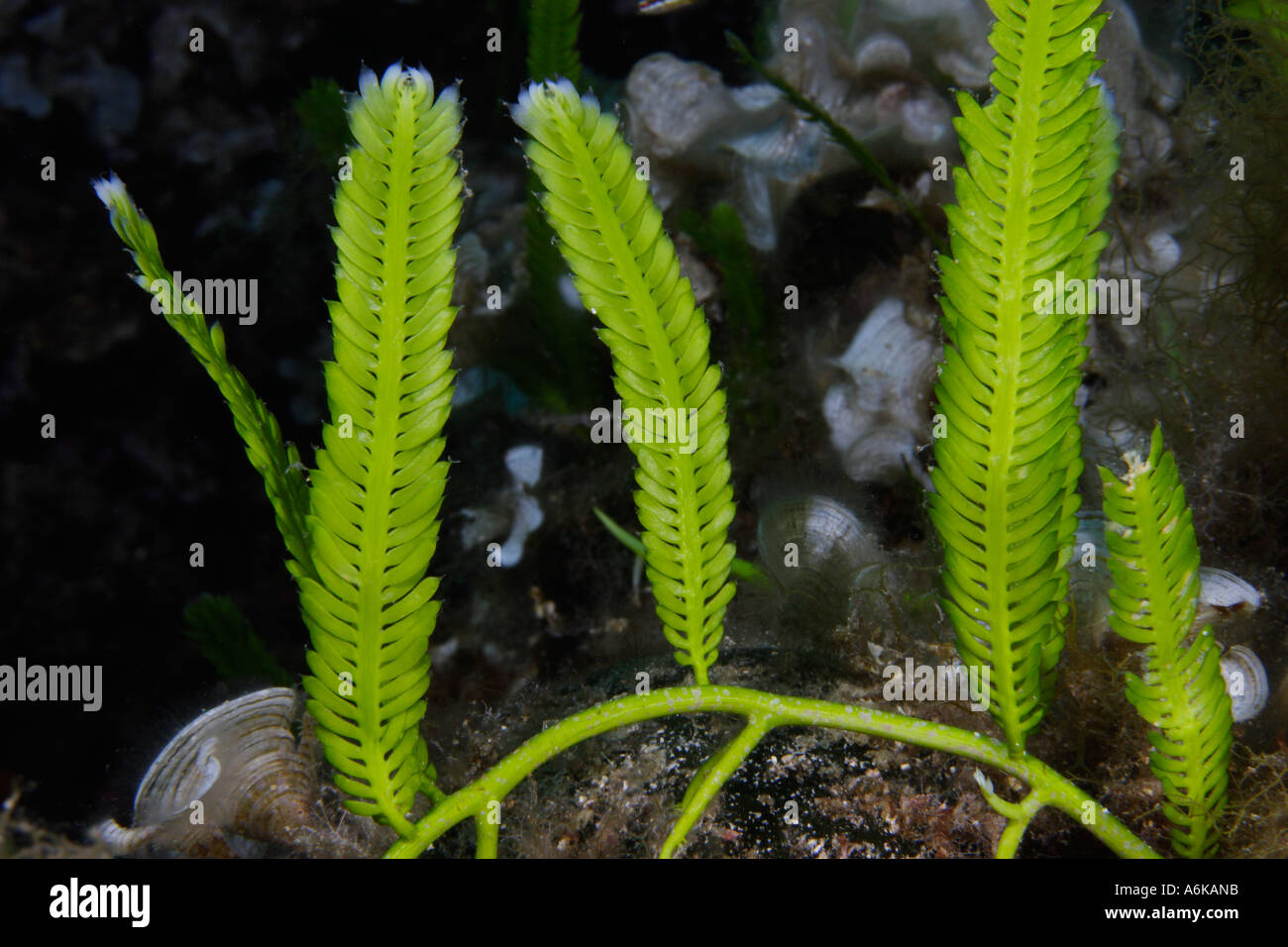 Killer, algue Caulerpa taxifolia, Elbe Italie Mer Méditerranée Banque D'Images