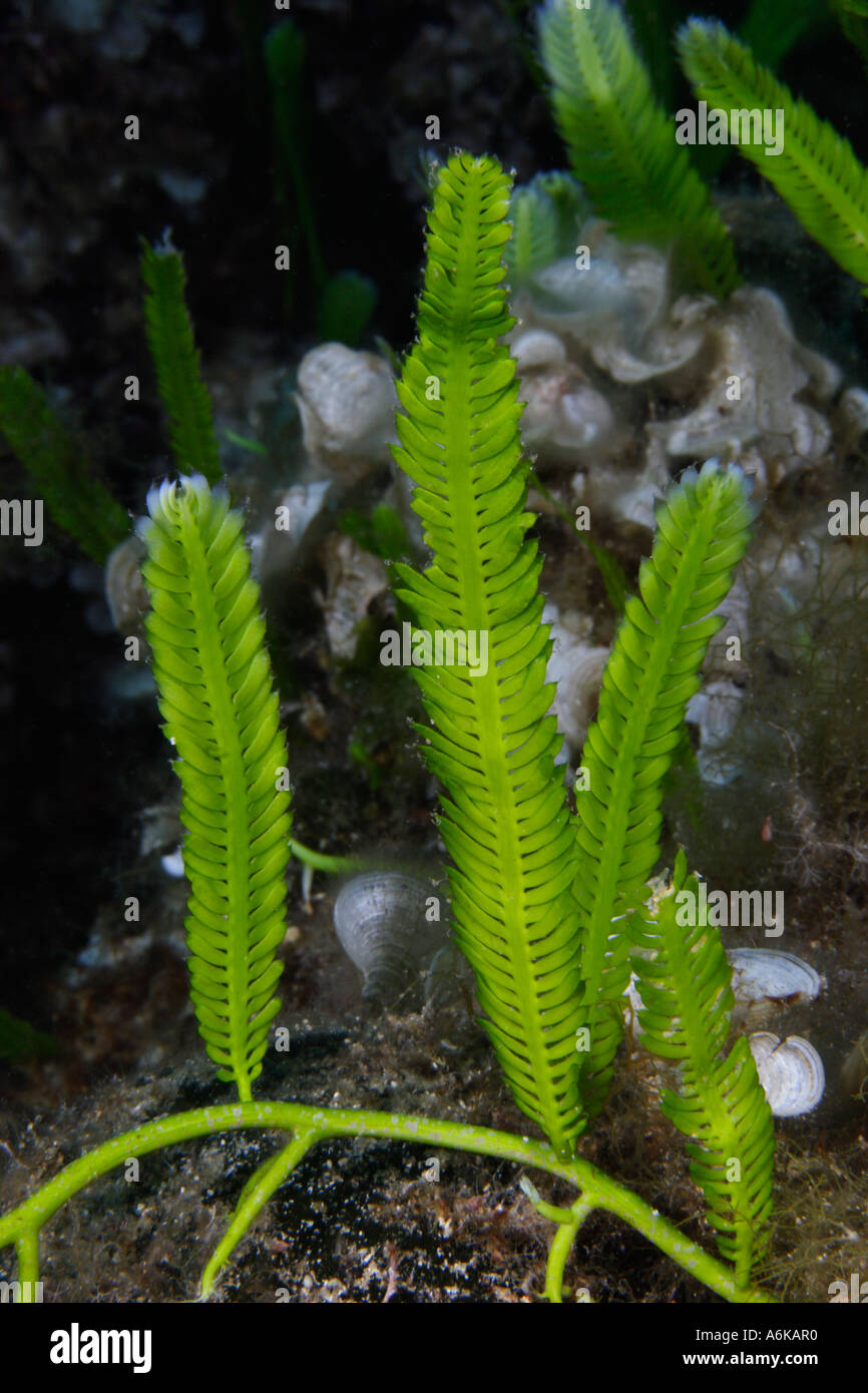 Killer, algue Caulerpa taxifolia, Elbe Italie Mer Méditerranée Banque D'Images