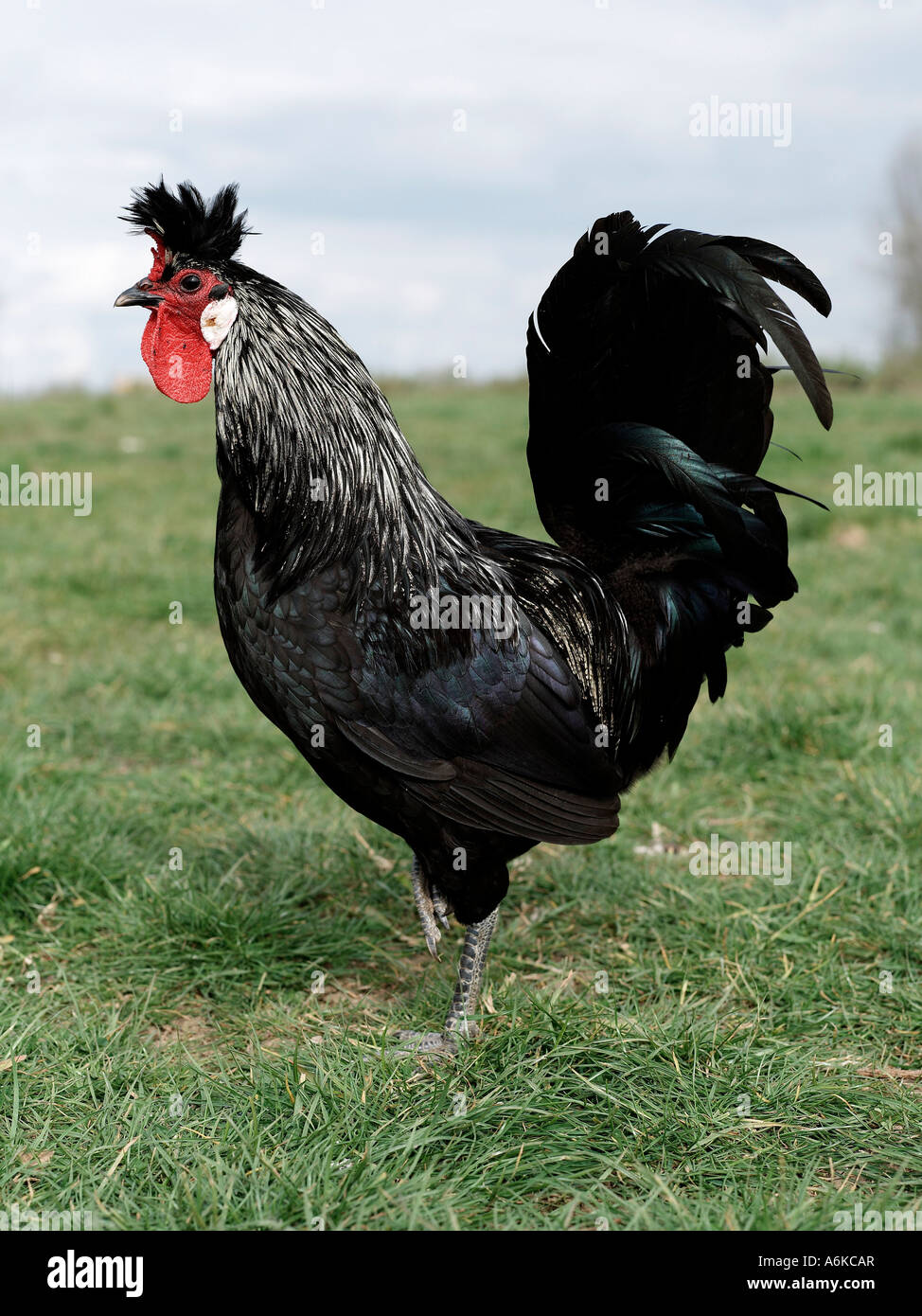Un plan de profil d'un coq noir dans un champ. Banque D'Images