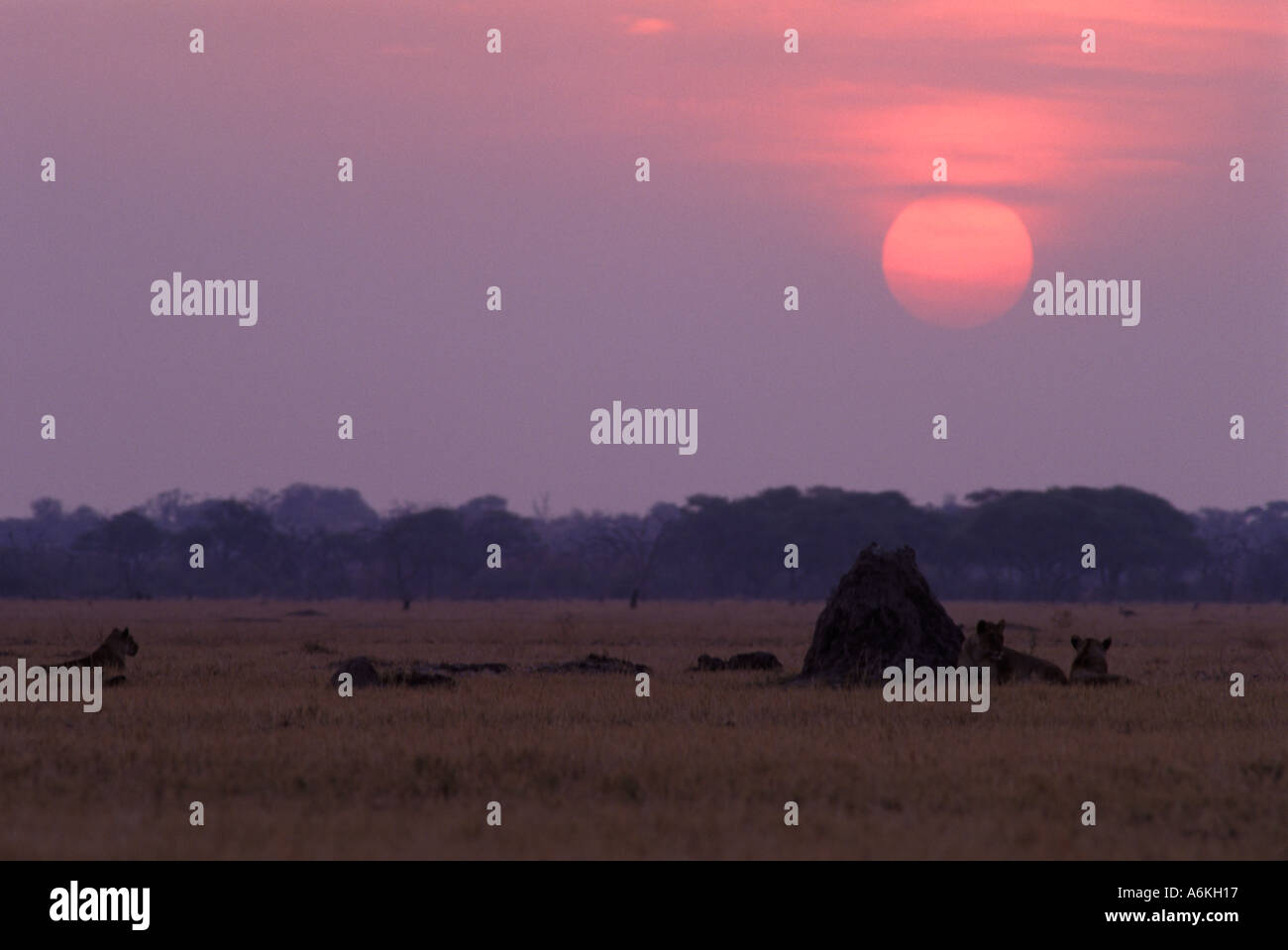 une-troupe-de-lions-au-coucher-du-soleil-dans-le-marais-de-savuti