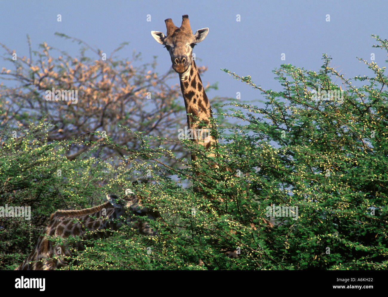 Le sud de la girafe Giraffa camelopardalis a des taches plus légère que celle du nord SAVUTI MARSH BOTSWANA relative Banque D'Images