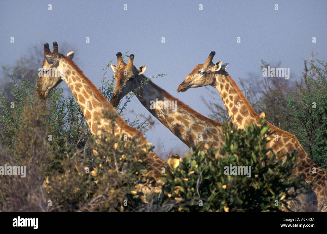 Le sud de la girafe Giraffa camelopardalis a des taches plus légère que celle du nord par rapport SAVUTI MARSH Banque D'Images