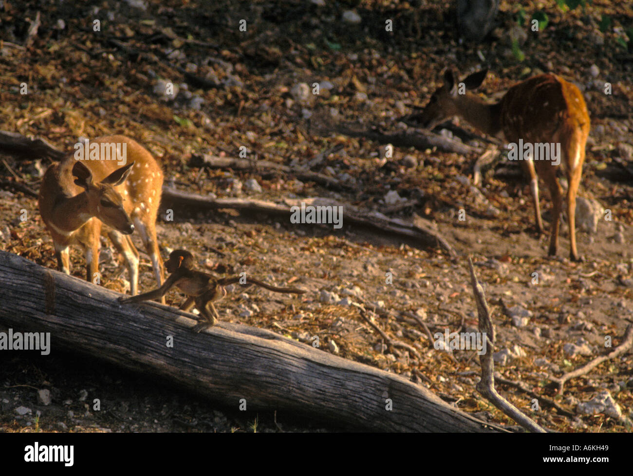 Un BUSHBUCK un bébé babouin jouer près de la rivière Chobe CHOBE BOTSWANA Banque D'Images