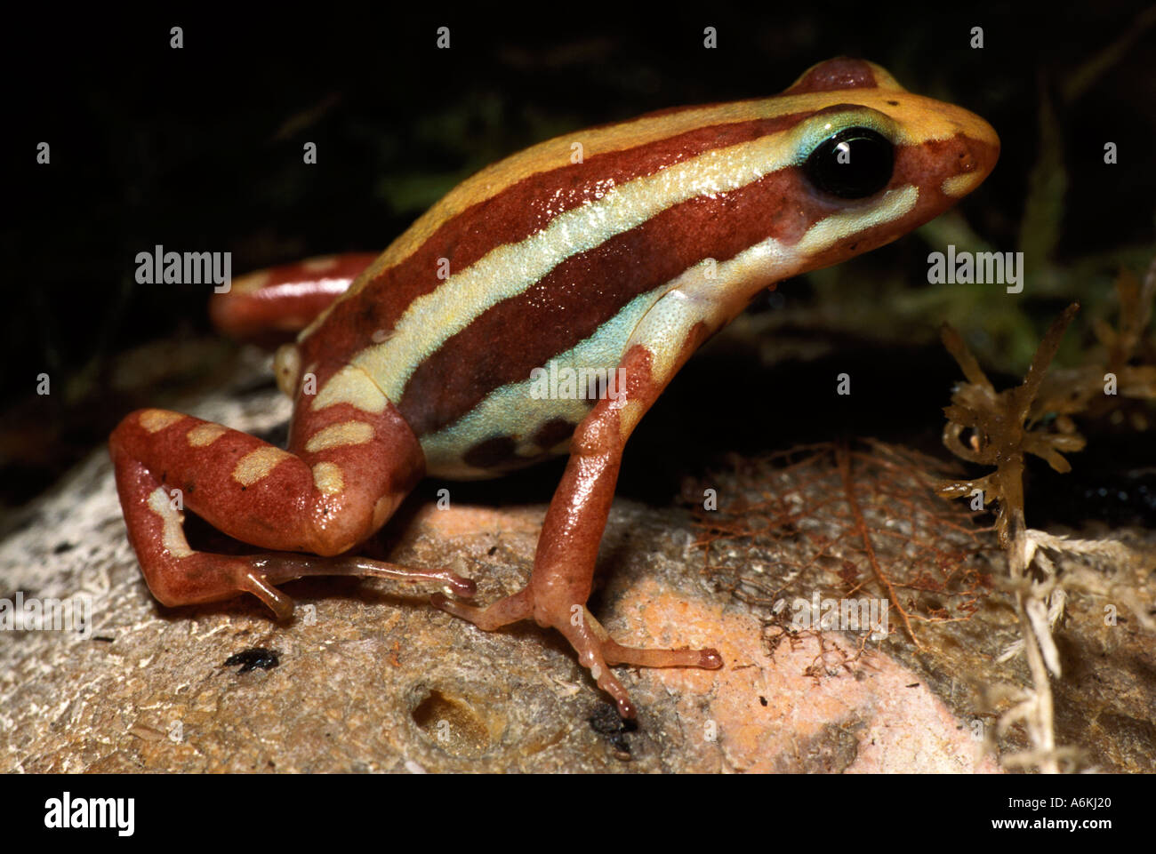 Flèche empoisonnée fantasmatique jungle grenouille Banque D'Images