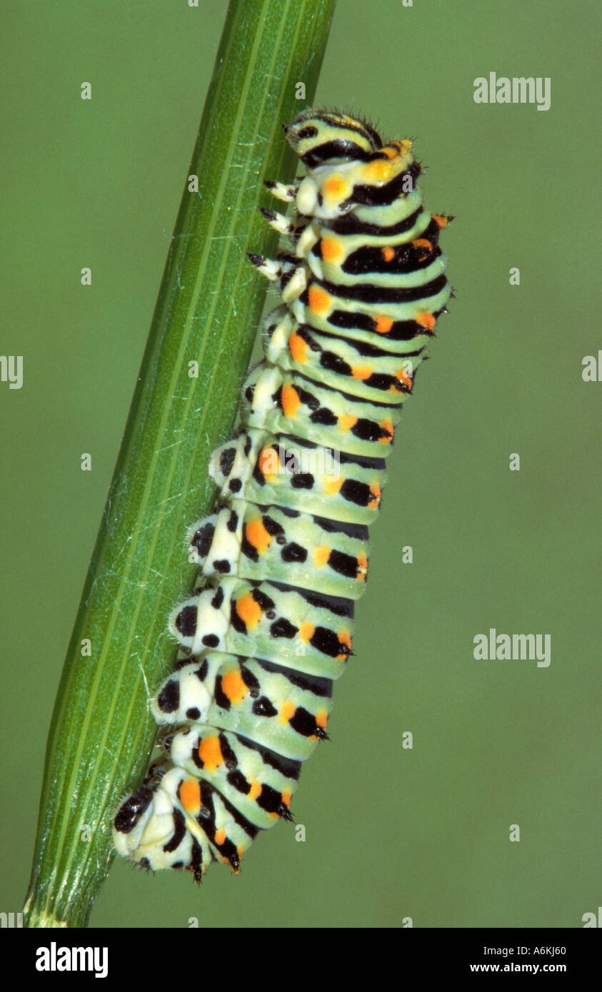 Papillon machaon Papilio machaon Caterpillar Banque D'Images