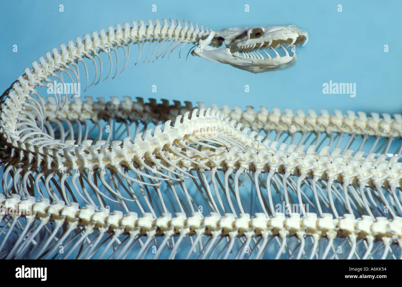 Squelette de serpent Python indien set Banque D'Images