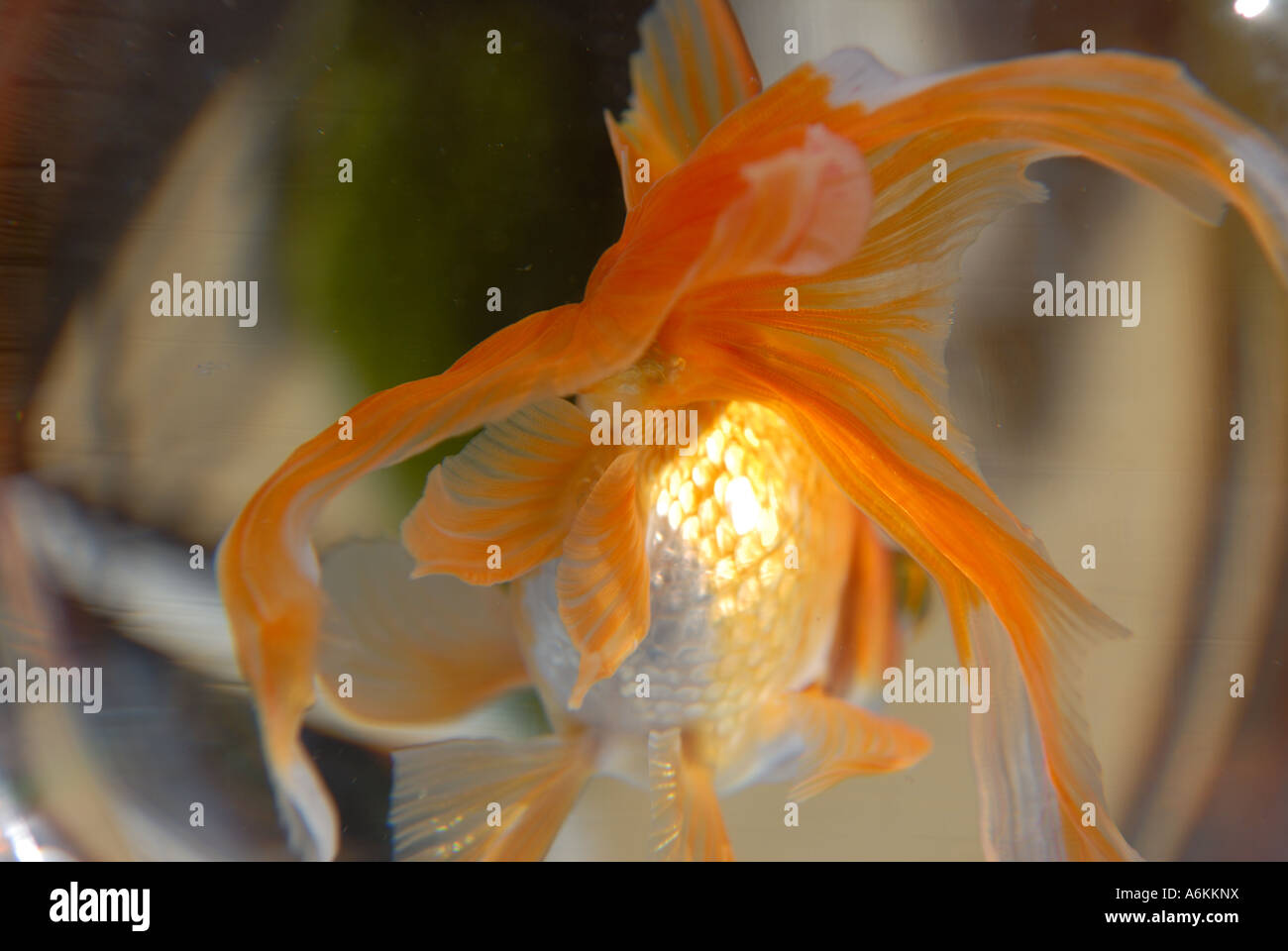 Fantail Goldfish. Banque D'Images