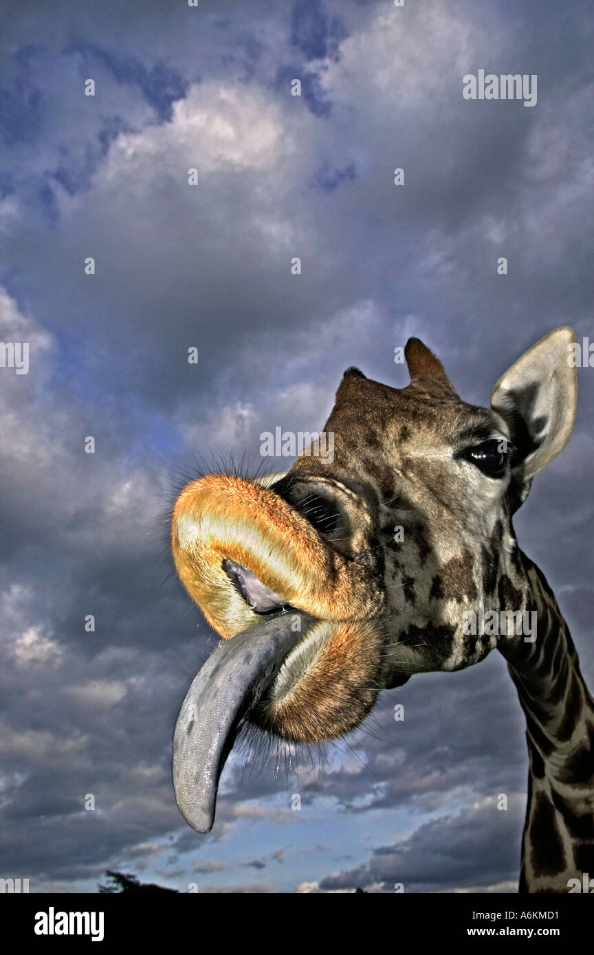 Girafe Rothschild Giraffa camelopardalis rothschildi Portrait des adultes et de l'étendue de la langue avec ciel d'orage en arrière-plan le Kenya Banque D'Images