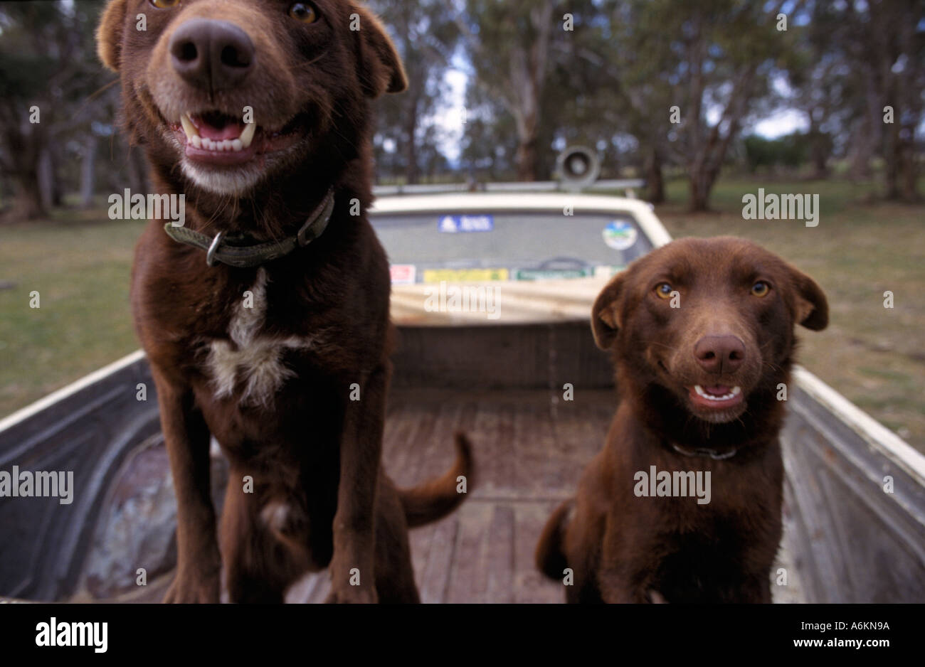 Les chiens de travail (kelpies) à l'arrière du SEI, Australie Banque D'Images