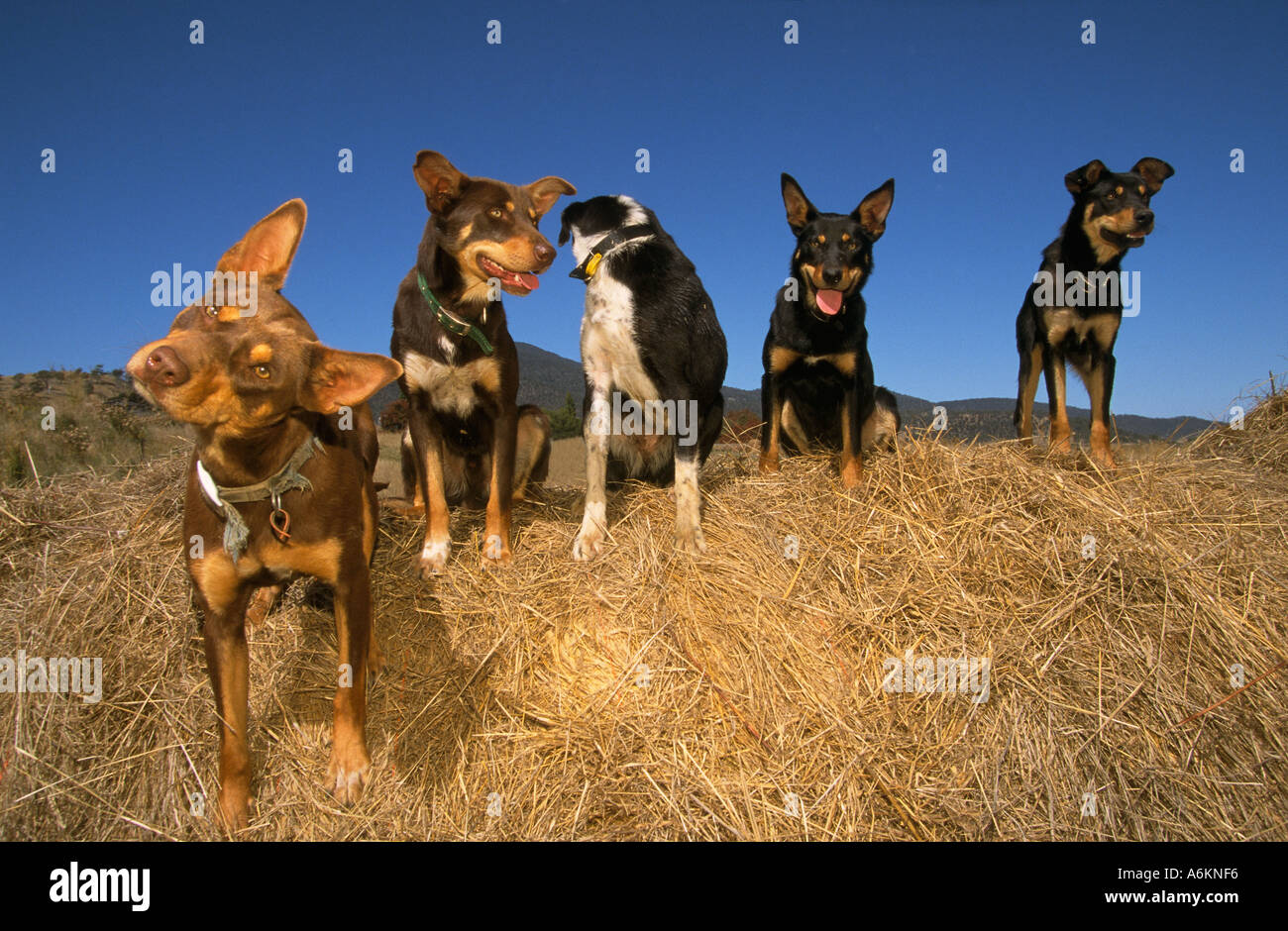 Les chiens de travail (kelpies et cross border collie) Australie Banque D'Images