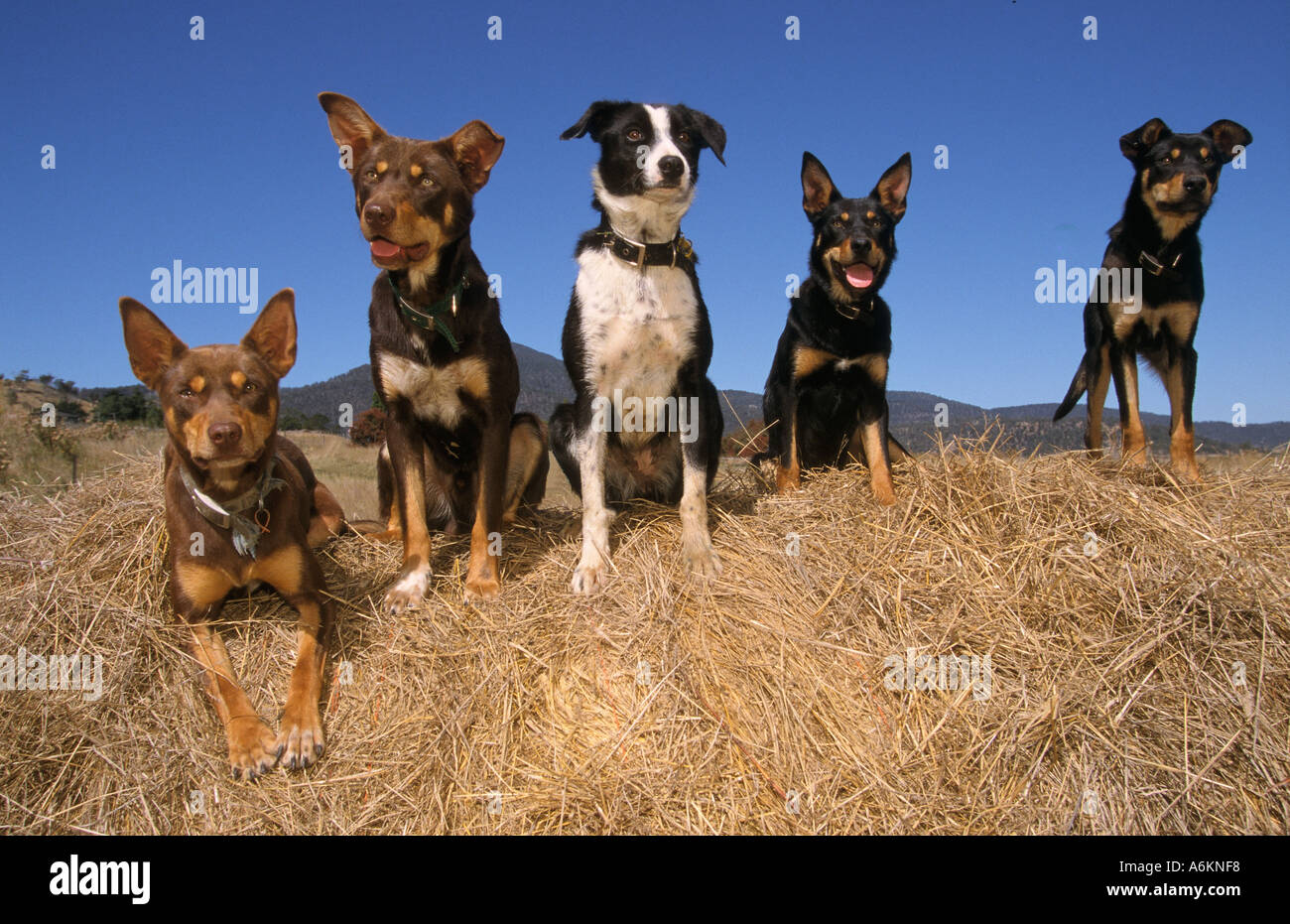 Les chiens de travail (kelpies et cross border collie), , près de Fingal, Tasmanie, Australie ,, horizontal, Banque D'Images