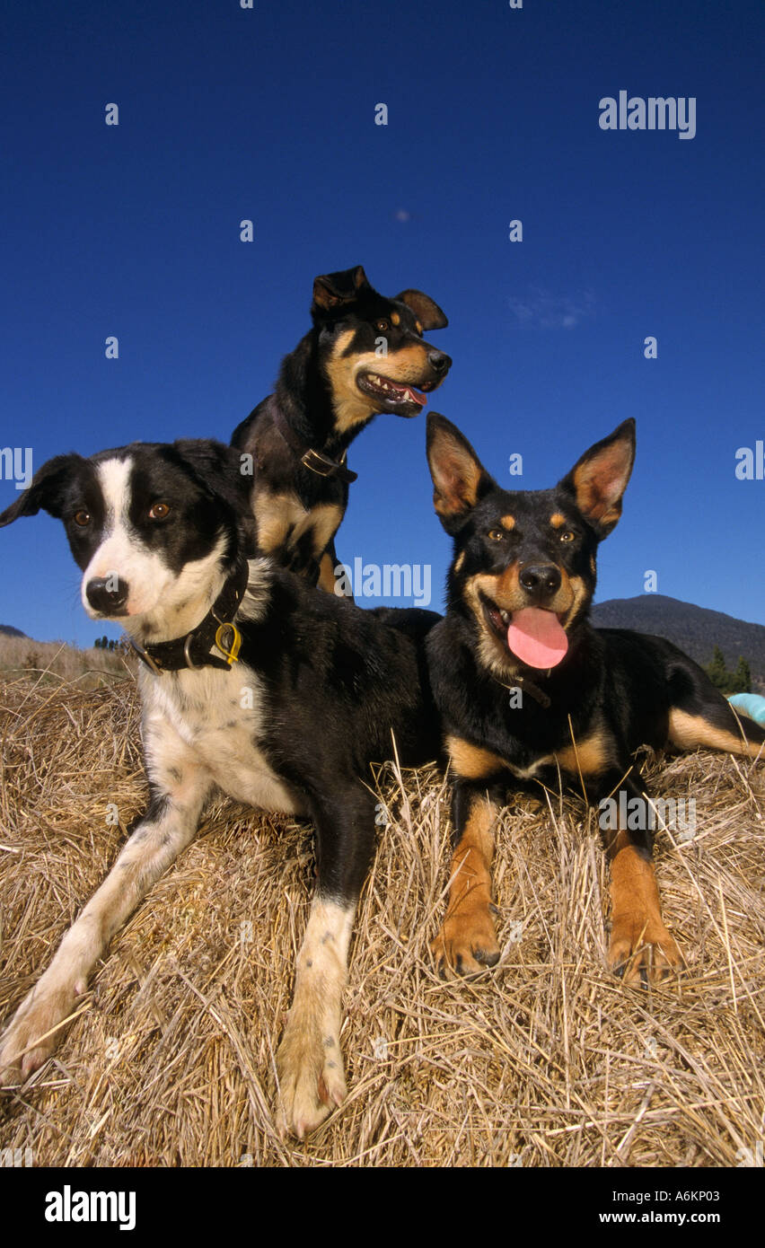 Les chiens de travail (kelpies et cross border collie), , près de Fingal, , Tasmanie, Australie, vertical, Banque D'Images