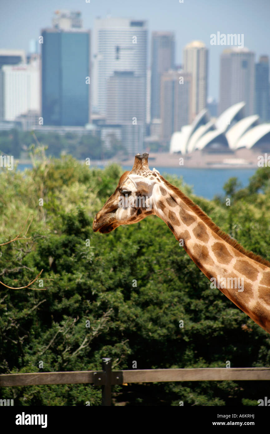 Girafe au zoo de Taronga, Sydney, Australie Banque D'Images