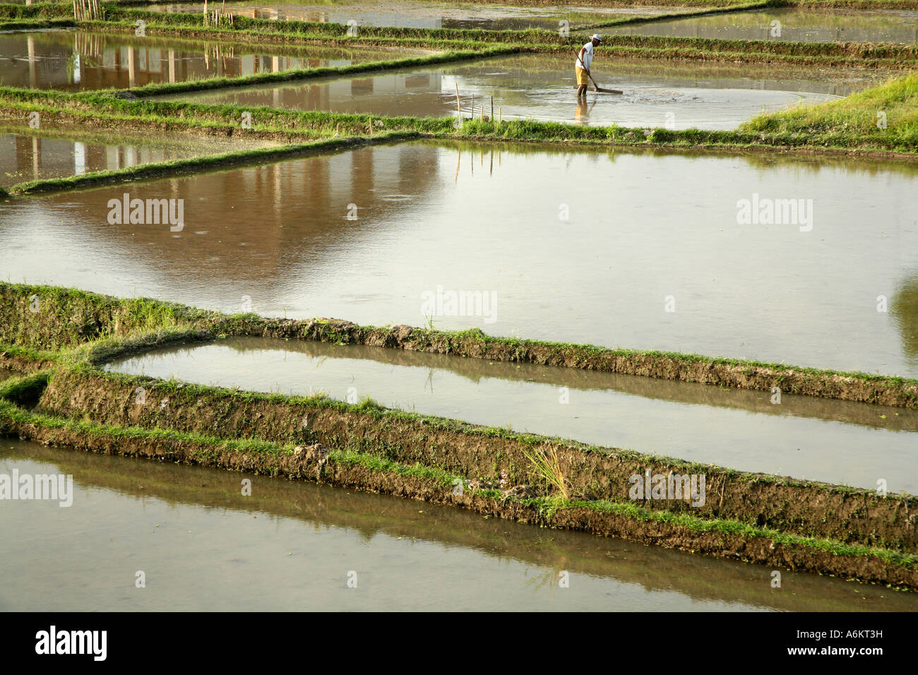 Champs de riz fraîchement plantés à Ubud, Bali, Indonésie Banque D'Images